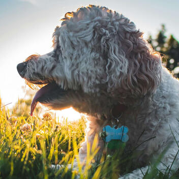 HumbleDot.com — Natural Dog Health Research HumbleDot dog avatar — natural flea and tick protection research