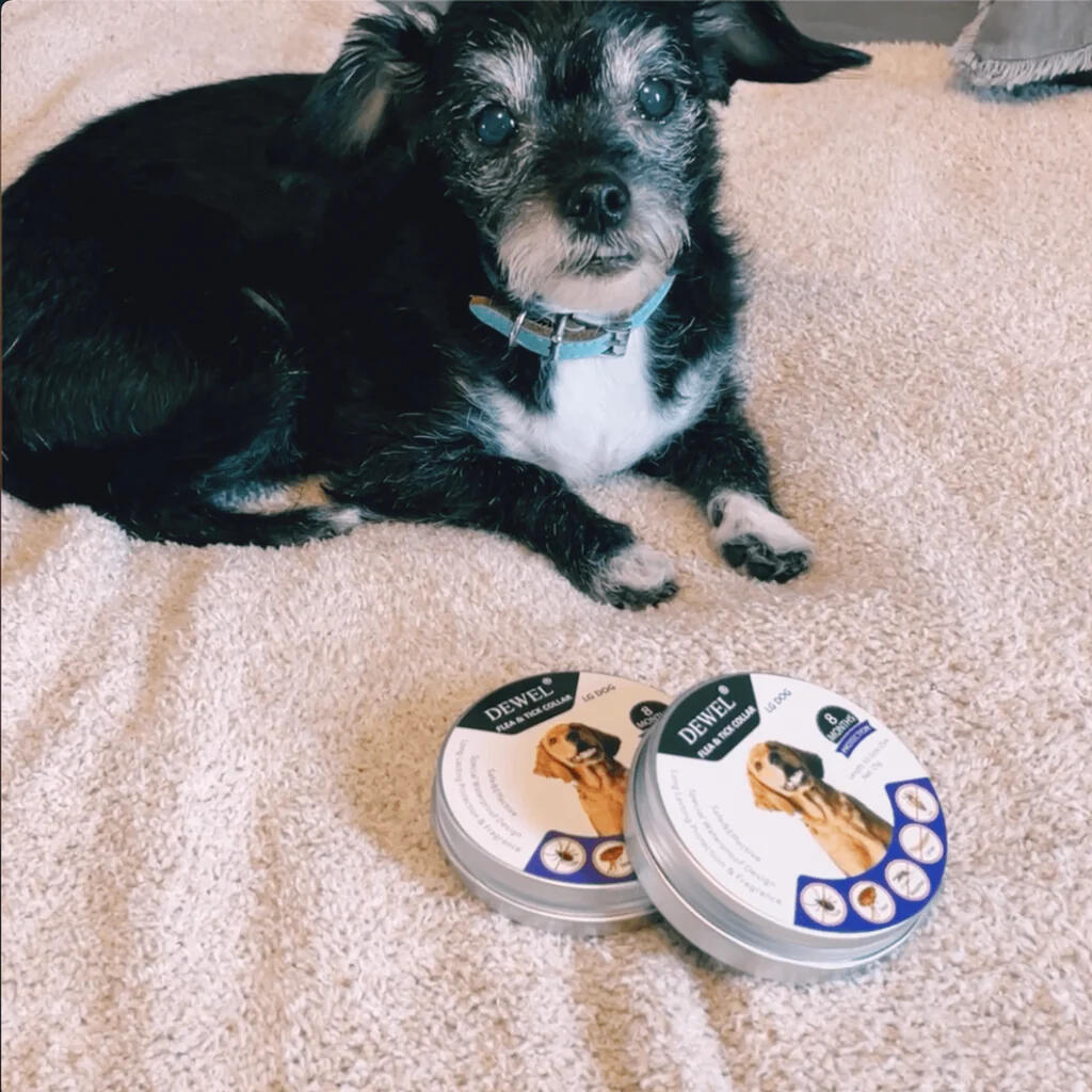 DEWEL Natural Flea and Tick Collar for Dogs — (8-Month Protection)