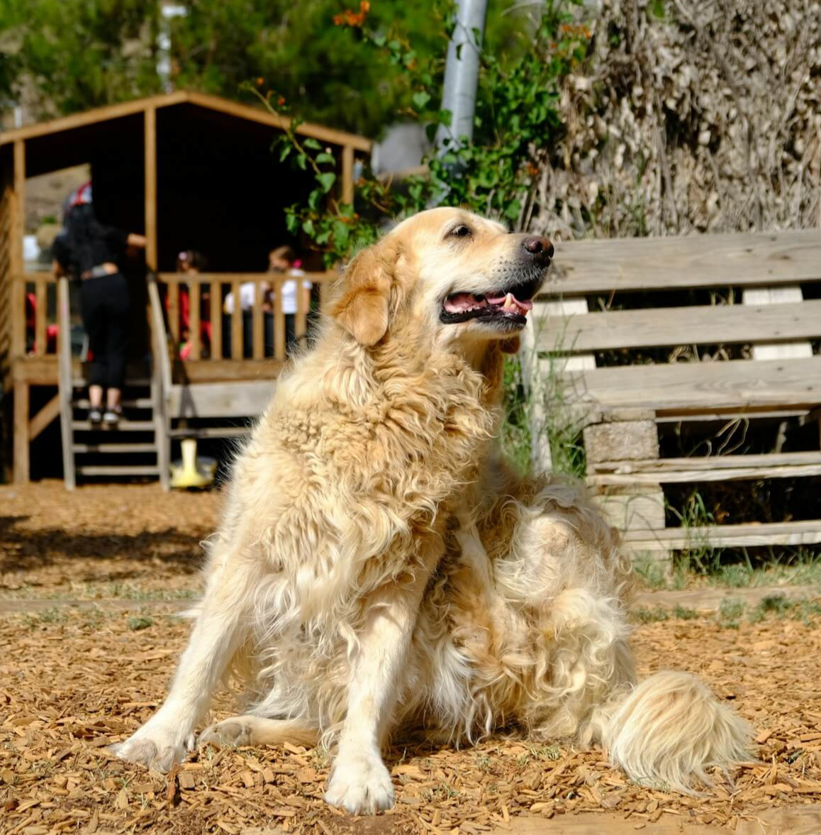 Why Fleas and Ticks Are Hard to Avoid?