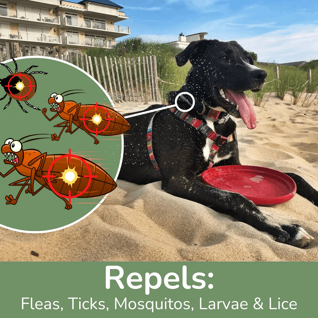 What Makes Good Flea and Tick Prevention for Dogs? What Makes Good Flea and Tick Prevention for Dogs?